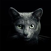 Findacat