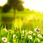 Spring Live Wallpaper